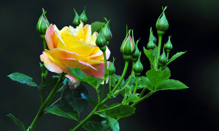 صور ورود بجودة عالية , صور ورود حلوة , احلى صور للورود 1 (3).jpg